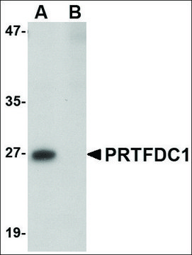 Anti-PRTFDC1 antibody produced in rabbit