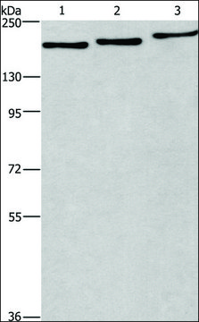 Anti-BAG6 antibody produced in rabbit