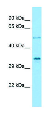 Anti-VGLL4 antibody produced in rabbit