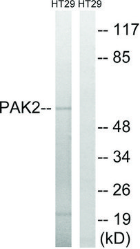Anti-PAK2 antibody produced in rabbit