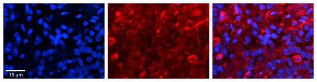 Anti-SLC27A6 antibody produced in rabbit