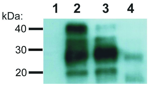Monoclonal Anti-CD230 antibody produced in