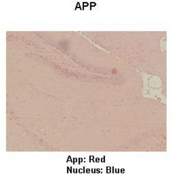 Anti-APP (ab3) antibody produced in