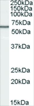 Anti-B7-H4 antibody produced in goat