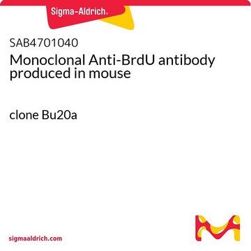 Monoclonal Anti-BrdU antibody produced in