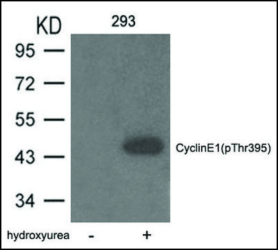 Anti-phospho-Cyclin E1 (pThr³??) antibody produced