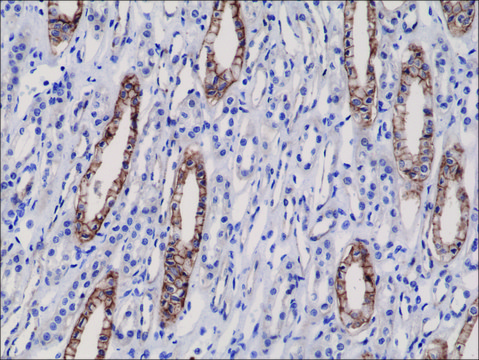 Anti-JAM1 antibody, Rabbit monoclonal