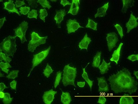 Monoclonal Anti-PARD6B antibody produced in