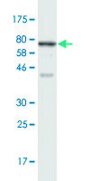 Monoclonal Anti-RRP9 antibody produced in