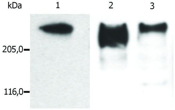 Monoclonal Anti-MAP2 antibody produced in