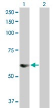 Anti-SNX25 antibody produced in rabbit