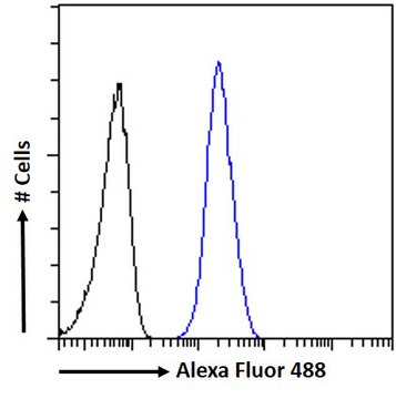 Anti-AIBZIP/CREB3L4 antibody produced in goat