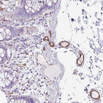 Anti-BTD antibody produced in rabbit