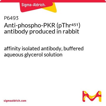Anti-phospho-PKR (pThr??¹) antibody produced in