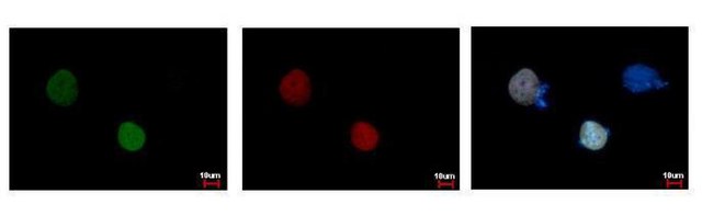 Monoclonal Anti-RFP antibody produced in