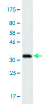 Monoclonal Anti-ATG3, (N-terminal) antibody produced