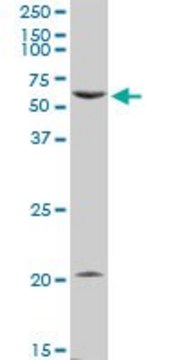 Anti-PTGER4 antibody produced in rabbit