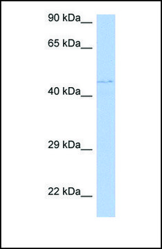 Anti-PAOX antibody produced in rabbit