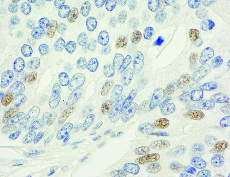 Rabbit anti-MAD1 Antibody, Affinity Purified