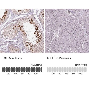 Anti-TCFL5 antibody produced in rabbit