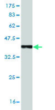 Monoclonal Anti-TLR7 antibody produced in