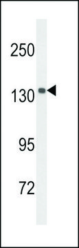 ANTI-UTY(C-TERMINAL) antibody produced in rabbit