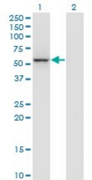 Monoclonal Anti-MGC29891 antibody produced in
