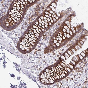 Anti-FAU antibody produced in rabbit