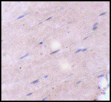 Anti-FNIP2 antibody produced in rabbit