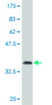 Monoclonal Anti-SFRS6 antibody produced in