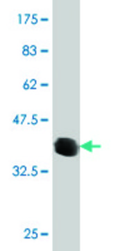 Monoclonal Anti-ATP6V0D2 antibody produced in