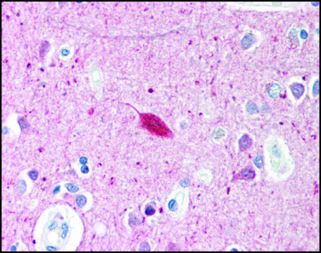 Anti-HARP antibody produced in rabbit