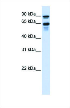 Anti-VGF antibody produced in rabbit