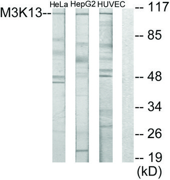 Anti-M3K13 antibody produced in rabbit