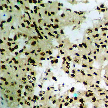 Anti-phospho-NIPA (pSer³??) antibody produced in