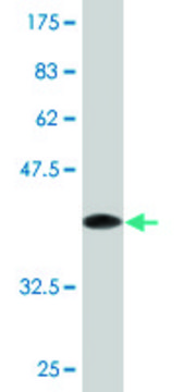 Monoclonal Anti-GPR84 antibody produced in