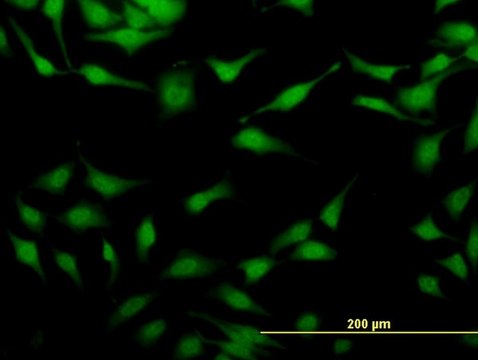 ANTI-STAU2 antibody produced in mouse