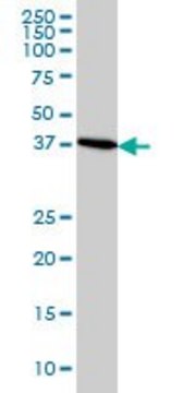 Monoclonal Anti-CDX4 antibody produced in