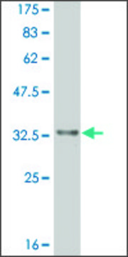ANTI-HES2 antibody produced in mouse