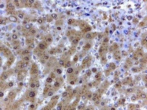 Anti-GAPDH (Internal) antibody produced in