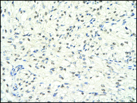 Anti-HDAC1 antibody produced in rabbit