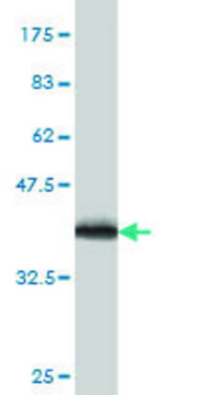 Monoclonal Anti-CYB5R4 antibody produced in