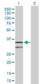 Anti-CYC1 antibody produced in rabbit