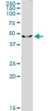 Anti-IL1R2 antibody produced in mouse
