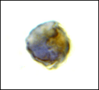 Anti-TLR8 antibody produced in rabbit