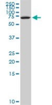 Monoclonal Anti-NFIX antibody produced in