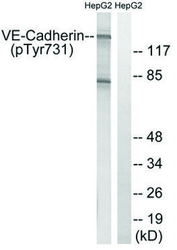 Anti-phospho-VE-Cadherin (pTyr?³¹) antibody produced in