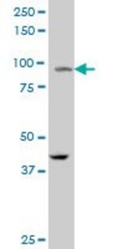 ANTI-PPARGC1A antibody produced in mouse