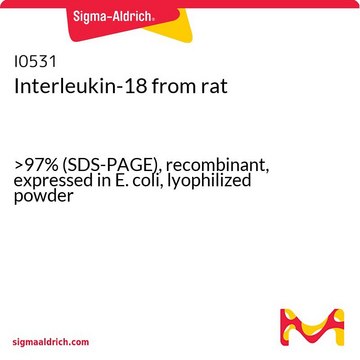 Interleukin-18 from rat