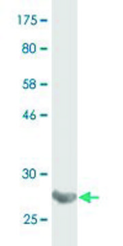 Monoclonal Anti-BGLAP antibody produced in